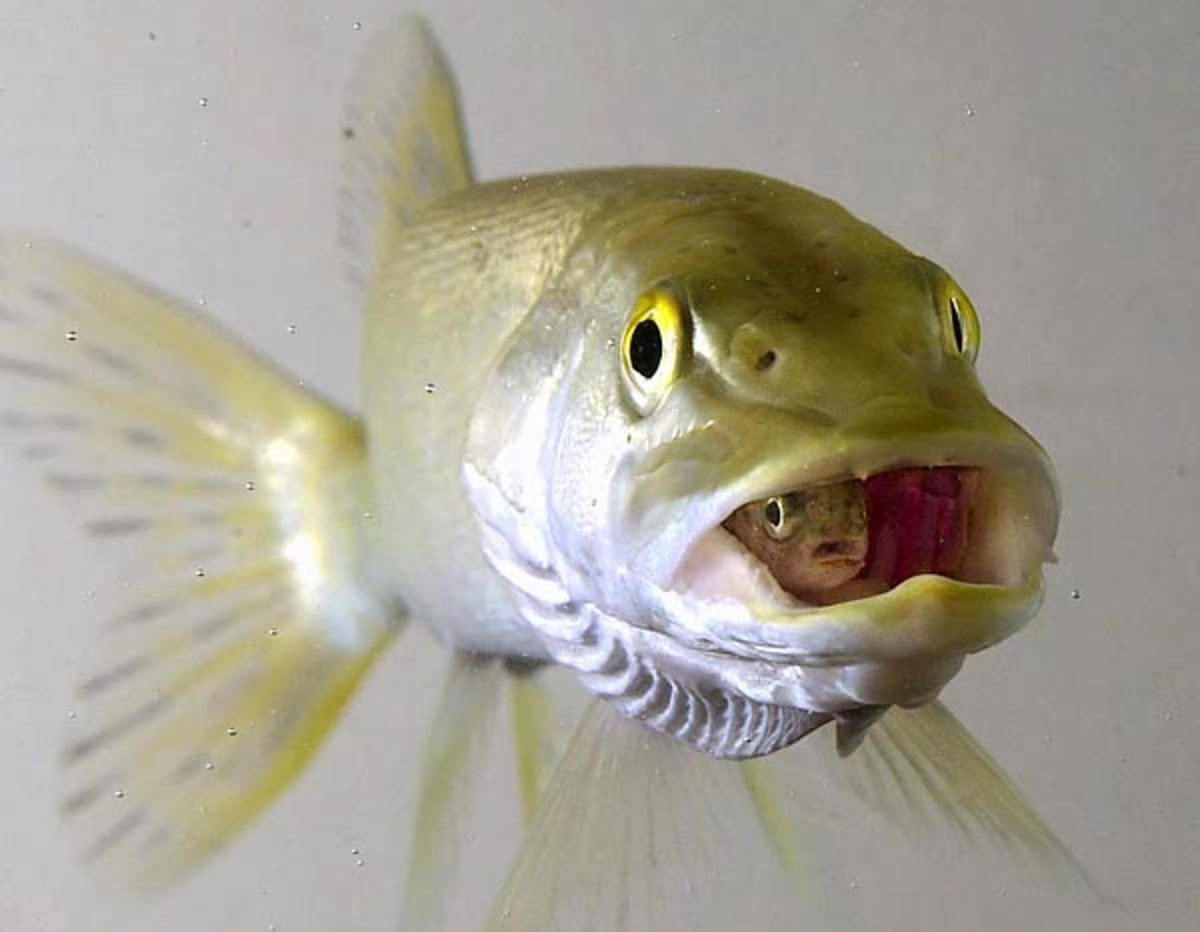 fish-600